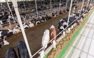 Galicia perdió el 88% de sus granjas, pero produce más leche que hace dos décadas