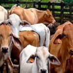 Ganaderos piden cambiar la estrategia frente a la sequía para proteger la producción de leche y carne
