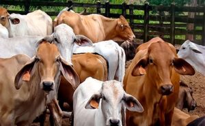 Ganaderos piden cambiar la estrategia frente a la sequía para proteger la producción de leche y carne