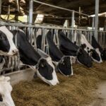 La leche en España acumula seis meses de caída y pierde un 14% de su precio La leche en España acumula seis meses de caída y pierde un 14% de su precio