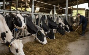 La leche en España acumula seis meses de caída y pierde un 14% de su precio