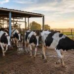 La leche mejora su precio, pero los productores advierten que los márgenes siguen ajustados