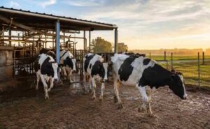 La leche mejora su precio, pero los productores advierten que los márgenes siguen ajustados