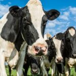 La producción de leche crece en Oceanía, Europa y Sudamérica, pero persisten desafíos