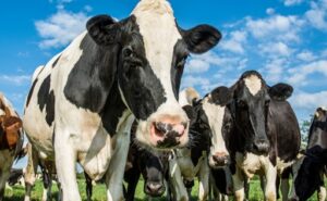 La producción de leche crece en Oceanía, Europa y Sudamérica, pero persisten desafíos