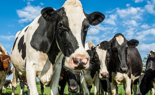 La producción de leche crece en Oceanía, Europa y Sudamérica, pero persisten desafíos