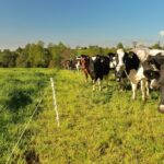 La producción de leche en Chile crece 4,6%, pero el precio al productor vuelve a caer La producción de leche en Chile crece 4,6%, pero el precio al productor vuelve a caer