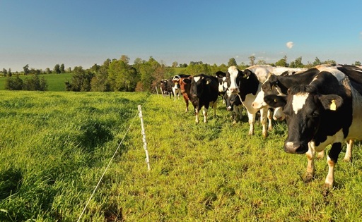 La producción de leche en Chile crece 4,6%, pero el precio al productor vuelve a caer