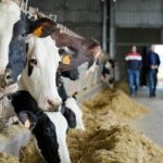 La sequía golpea a la lechería gallega: menos maíz, menos leche y más costos