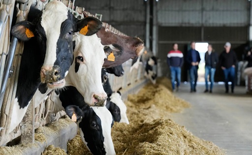 La sequía golpea a la lechería gallega: menos maíz, menos leche y más costos