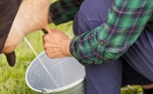La sequía redujo más del 60% la producción de leche en el sur del Tolima