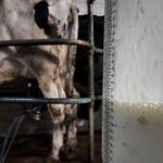 Lechería en alerta: “El productor está en la lona” Lechería en alerta El productor está en la lona
