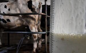 Lechería en alerta El productor está en la lona