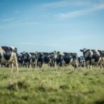 Oceanía, Europa y Sudamérica cómo se mueve el mercado lácteo internacional