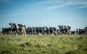 Oceanía, Europa y Sudamérica cómo se mueve el mercado lácteo internacional