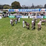 Perú reúne a sus mejores ejemplares Holstein y Brown Swiss en la Feria Nacional de Ganado Lechero