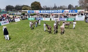Perú reúne a sus mejores ejemplares Holstein y Brown Swiss en la Feria Nacional de Ganado Lechero