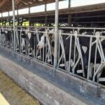 Producción de leche en Chile crece 4,6% y suma 49 millones de litros en el primer semestre