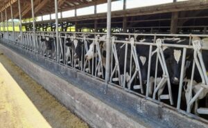 Producción de leche en Chile crece 4,6% y suma 49 millones de litros en el primer semestre