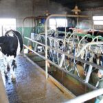 Productores de Santa Fe piden refinanciar créditos para evitar vender vacas Productores de Santa Fe piden refinanciar créditos para evitar vender vacas