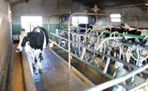 Productores de Santa Fe piden refinanciar créditos para evitar vender vacas