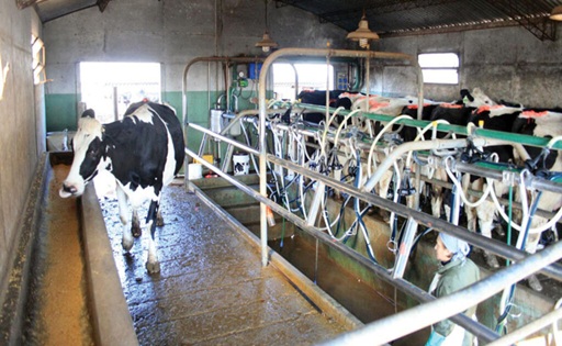 Productores de Santa Fe piden refinanciar créditos para evitar vender vacas