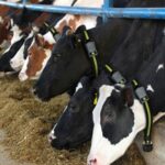 ¿Qué tienen en común una vaca y un auto de Fórmula 1? Qué tienen en común una vaca y un auto de Fórmula 1