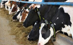 Qué tienen en común una vaca y un auto de Fórmula 1