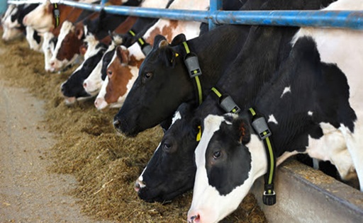 Qué tienen en común una vaca y un auto de Fórmula 1