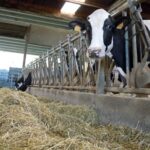Relevo generacional en el sector lácteo tecnología, IA y quesos para transformar una granja gallega