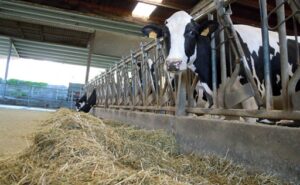 Relevo generacional en el sector lácteo tecnología, IA y quesos para transformar una granja gallega