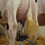 Una vaca produjo 157 kilos de leche en cuatro ordeños y se consagró campeona argentina