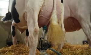 Una vaca produjo 157 kilos de leche en cuatro ordeños y se consagró campeona argentina