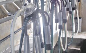 Uruguay la remisión de leche creció 11,6% en junio, pero cae la rentabilidad