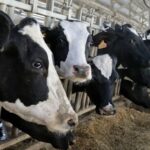 Uruguay produce más leche que nunca con casi mil establecimiento lecheros menos Uruguay produce más leche que nunca con casi mil establecimiento lecheros menos
