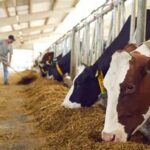 Acuerdo Transpacífico: Productores de leche de Costa Rica alertan por mayor competencia Acuerdo Transpacífico Productores de leche de Costa Rica alertan por mayor competencia