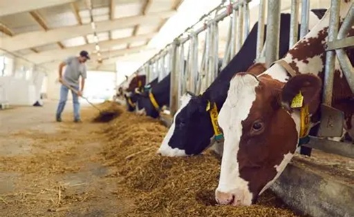 Acuerdo Transpacífico Productores de leche de Costa Rica alertan por mayor competencia