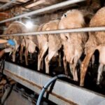 Argentina empieza a descubrir cómo es realmente su leche de oveja