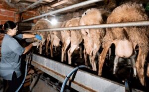 Argentina empieza a descubrir cómo es realmente su leche de oveja