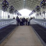 Argentina inaugura su primer sistema de ordeño robotizado exclusivo para vacas Jersey
