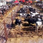 Argentina las vaquillonas lecheras se pagaron a 5.771 litros de leche por menor demanda