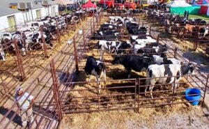 Argentina las vaquillonas lecheras se pagaron a 5.771 litros de leche por menor demanda