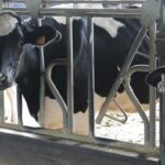 España: investigan una posible enfermedad que reduce la producción de leche España: investigan una posible enfermedad que reduce la producción de leche