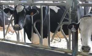 España: investigan una posible enfermedad que reduce la producción de leche