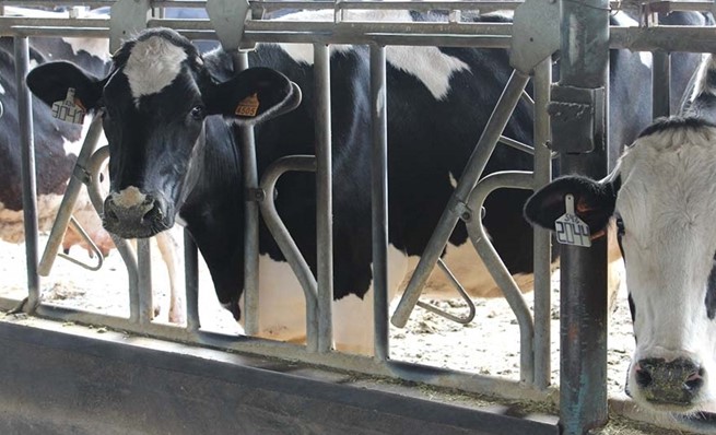 España: investigan una posible enfermedad que reduce la producción de leche