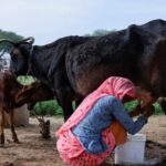 India produce 248 millones de toneladas de leche y apuesta por las proteínas India produce 248 millones de toneladas de leche y apuesta por las proteínas