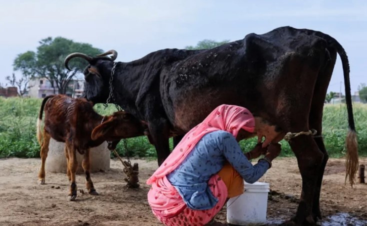 India produce 248 millones de toneladas de leche y apuesta por las proteínas