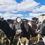 Chile produce 4,8% más leche, pero el precio al productor cae 1,6%