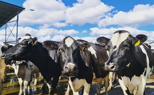 Chile produce 4,8% más leche, pero el precio al productor cae 1,6%
