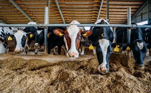 Chile resiste la baja mundial del precio de la leche y sube 6,1%